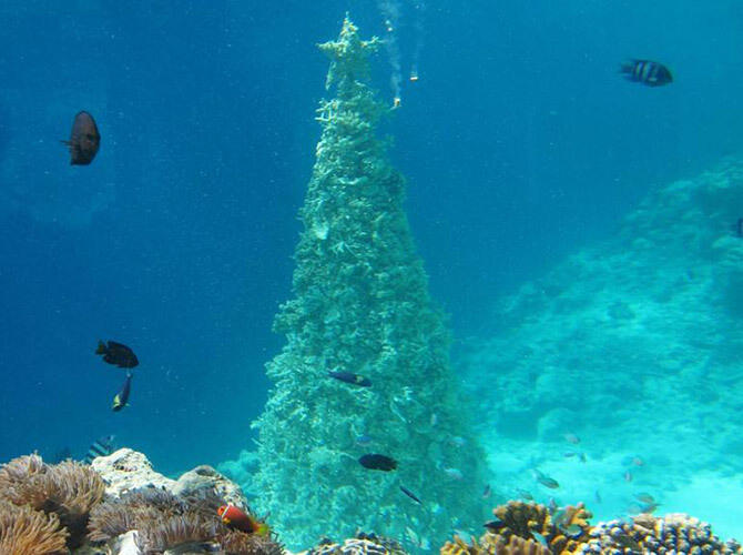 Самые креативные новогодние ёлки. Фото: Мальдивы. «Подводная» елка. На самом деле - это елка из кораллов.
