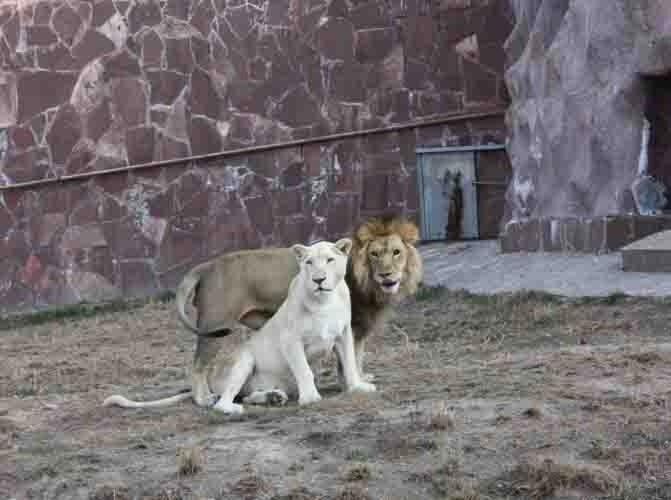 Алматинский зоопарк