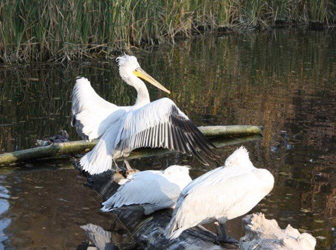 Алматинский зоопарк
