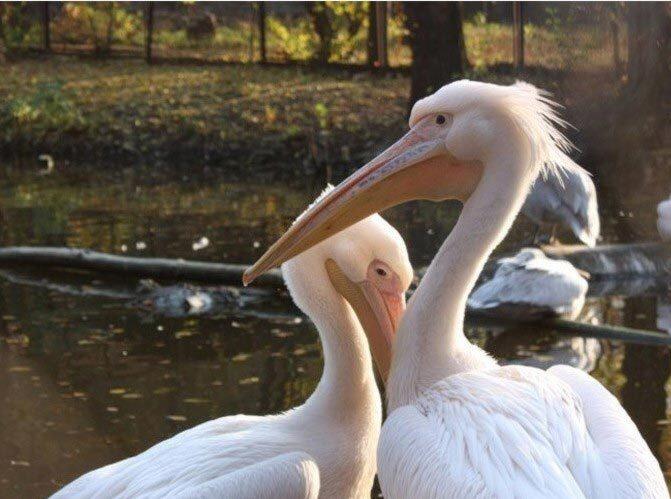 Алматинский зоопарк