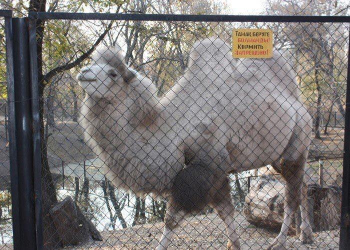 Алматинский зоопарк