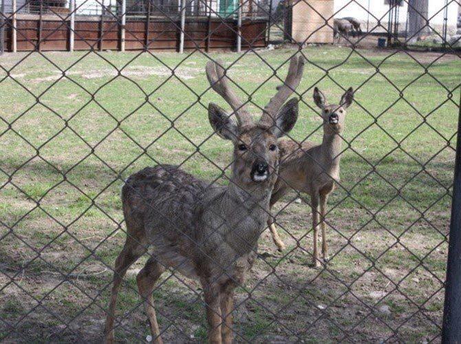 Алматинский зоопарк