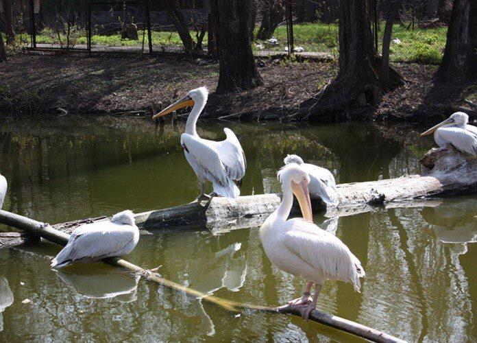 Алматинский зоопарк
