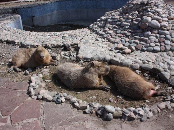 Алматинский зоопарк