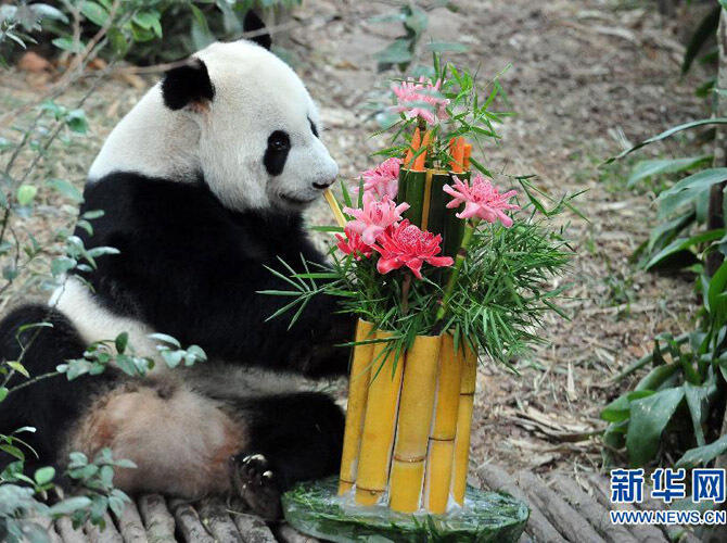 Глобальное турне в защиту большой панды прибыло в США