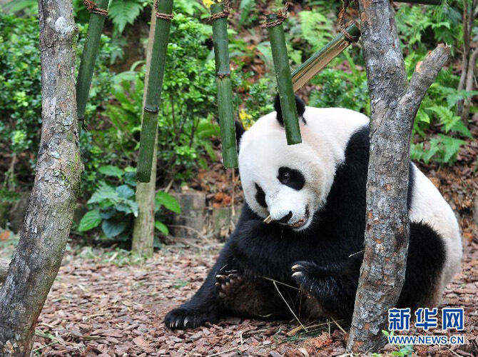 Глобальное турне в защиту большой панды прибыло в США