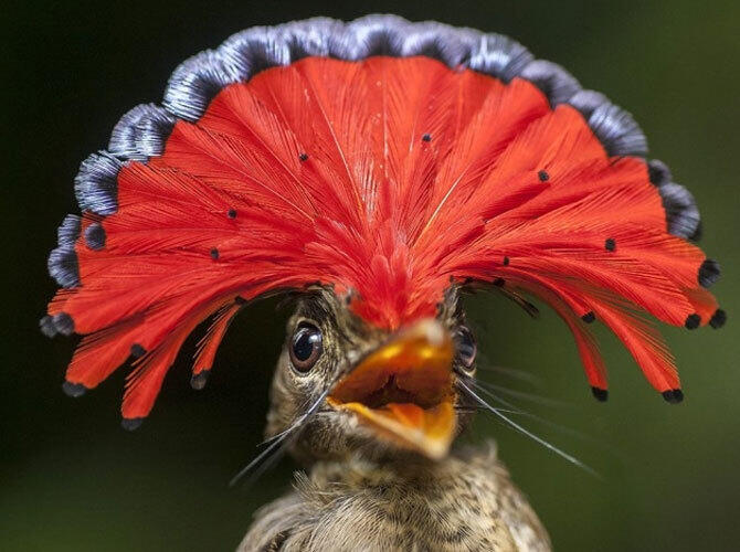 Лучшие фото National Geographic за март. Фото: Королевский гребень, Гайана. Фото с сайта www.adme.ru