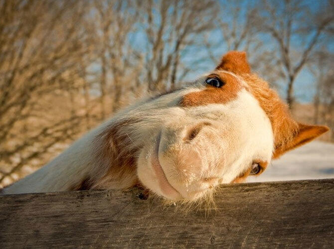 Лучшие фото National Geographic за март. Фото: Счастливая лошадь, США. Фото с сайта www.adme.ru