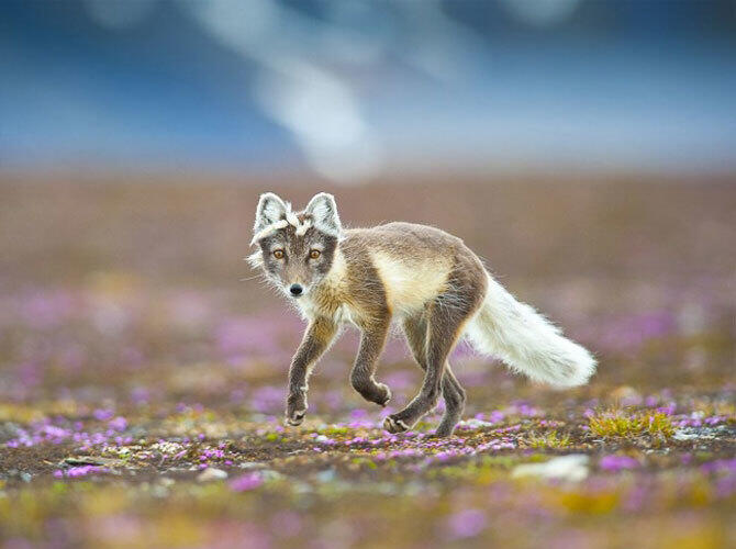 Лучшие фото National Geographic за март. Фото: Сказочный лис, Шпицберген. Фото с сайта www.adme.ru