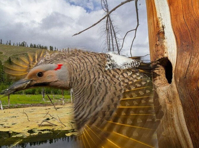 Лучшие фото National Geographic за март. Фото: Дятел, Канада. Фото с сайта www.adme.ru