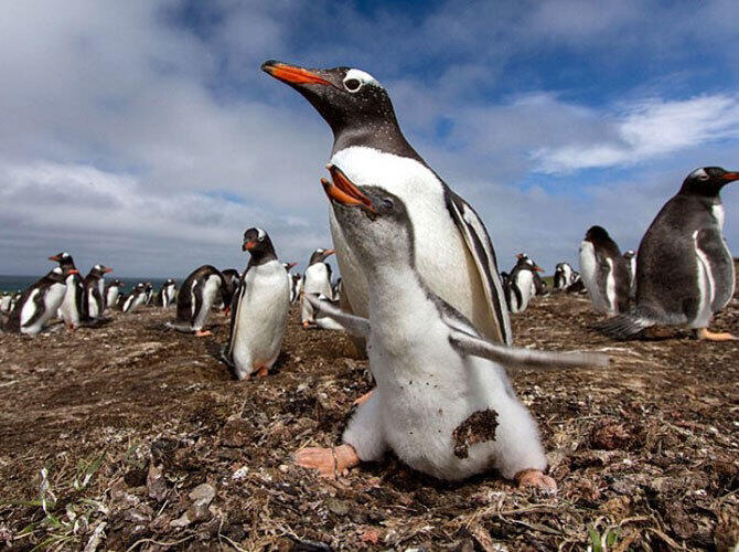 Пополнение у животных и птиц на Фолклендских островах. Фото: Пингвины Генту. Фото с сайта http://daypic.ru/