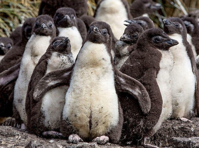 Пополнение у животных и птиц на Фолклендских островах. Фото: Кучка птенцов пингвинов Рокхопперов. Фото с сайта http://daypic.ru/