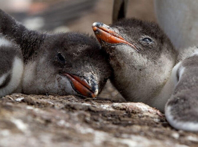 Пополнение у животных и птиц на Фолклендских островах. Фото: Задремавшие пингвинята Генту. Фото с сайта http://daypic.ru/