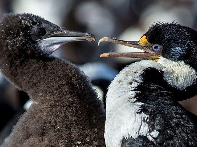 Пополнение у животных и птиц на Фолклендских островах. Фото: Королевский баклан и птенец. Фото с сайта http://daypic.ru/