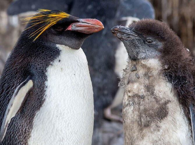 Пополнение у животных и птиц на Фолклендских островах. Фото: Золотоволосые пингвины. Фото с сайта  http://daypic.ru/