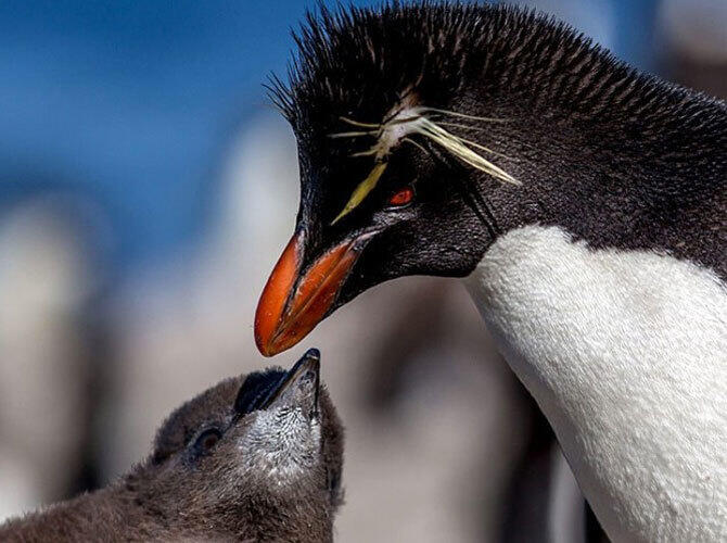 Пополнение у животных и птиц на Фолклендских островах. Фото: Пингвины Рокхопперы. Фото с сайта http://daypic.ru/