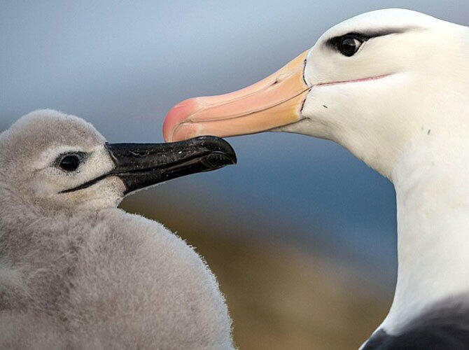 Пополнение у животных и птиц на Фолклендских островах. Фото: Чернобровый альбатрос является самым распространенным в своем роде. В основном эти птицы размножаются в Южной Атлантике. Фото с сайта http://daypic.ru/