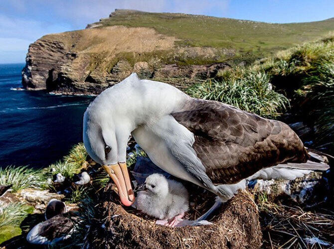 Пополнение у животных и птиц на Фолклендских островах. Фото:  Колония чернобровых альбатрос воспитывает своих птенцов. Фото с сайта http://daypic.ru/