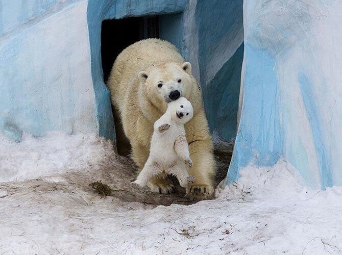 Эти животные научат быть хорошими родителями. Фото: Фото с сайта http://www.adme.ru/