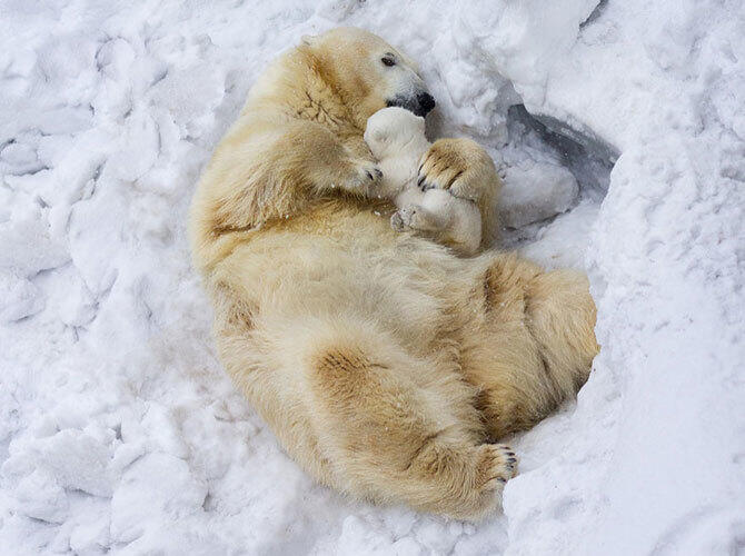 Эти животные научат быть хорошими родителями. Фото: Фото с сайта http://www.adme.ru/