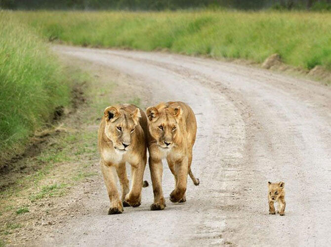 Эти животные научат быть хорошими родителями. Фото: Фото с сайта http://www.adme.ru/