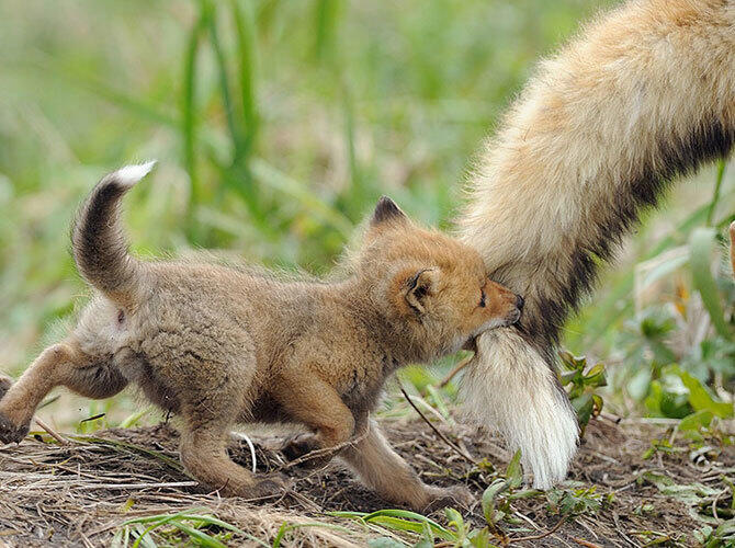 Эти животные научат быть хорошими родителями. Фото: Фото с сайта http://www.adme.ru/