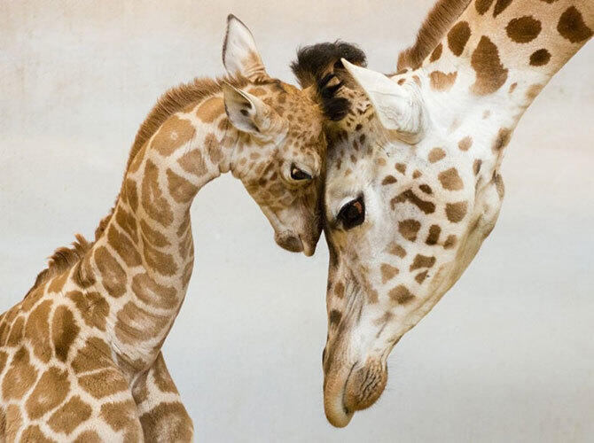 Эти животные научат быть хорошими родителями. Фото: Фото с сайта http://www.adme.ru/