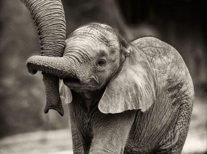 Эти животные научат быть хорошими родителями. Фото: Фото с сайта http://www.adme.ru/