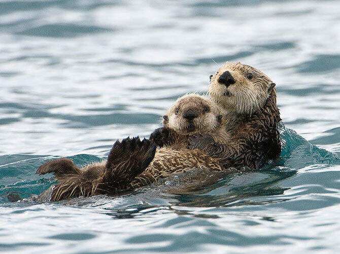 Эти животные научат быть хорошими родителями. Фото: Фото с сайта http://www.adme.ru/