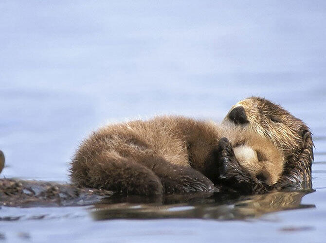 Эти животные научат быть хорошими родителями. Фото: Фото с сайта http://www.adme.ru/