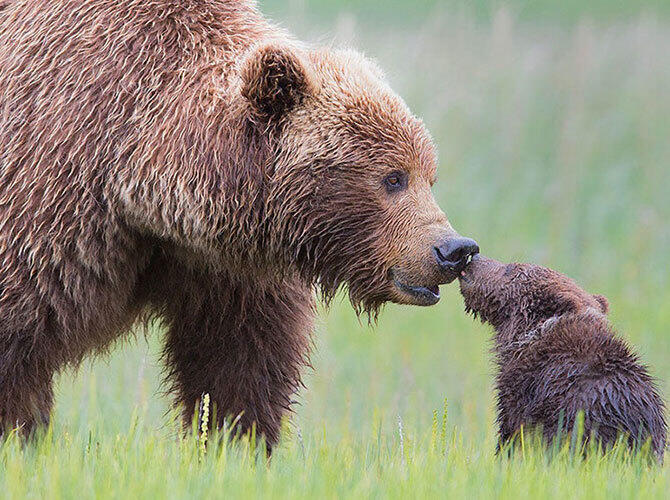 Эти животные научат быть хорошими родителями. Фото: Фото с сайта http://www.adme.ru/