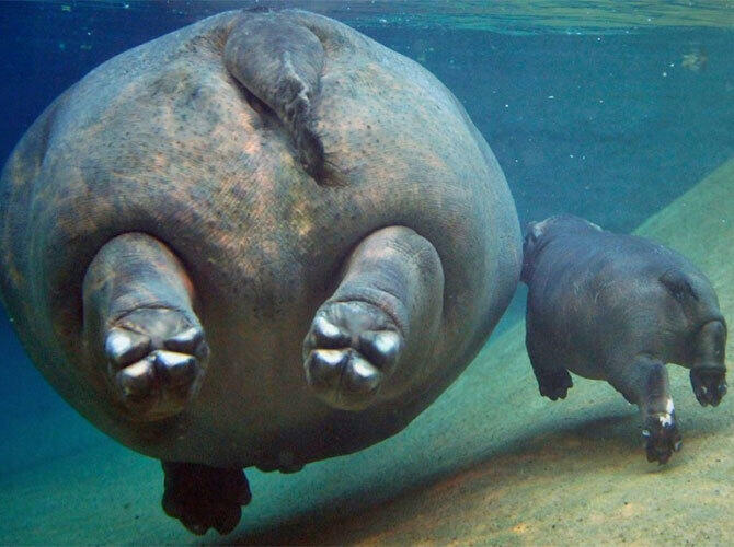 Эти животные научат быть хорошими родителями. Фото: Фото с сайта http://www.adme.ru/