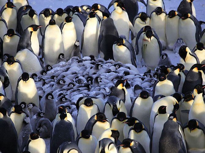 Эти животные научат быть хорошими родителями. Фото: Фото с сайта http://www.adme.ru/