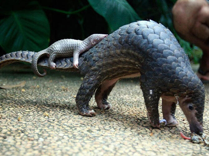 Эти животные научат быть хорошими родителями. Фото: Фото с сайта http://www.adme.ru/