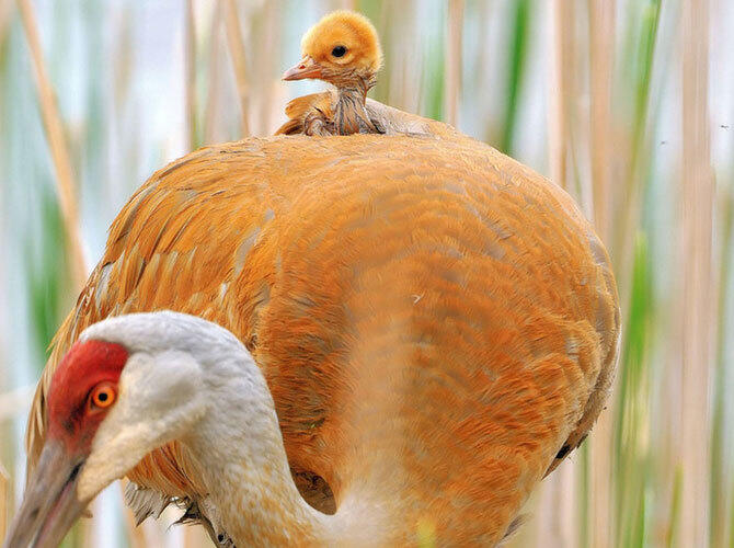 Эти животные научат быть хорошими родителями. Фото: Фото с сайта http://www.adme.ru/