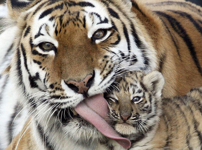 Эти животные научат быть хорошими родителями. Фото: Фото с сайта http://www.adme.ru/