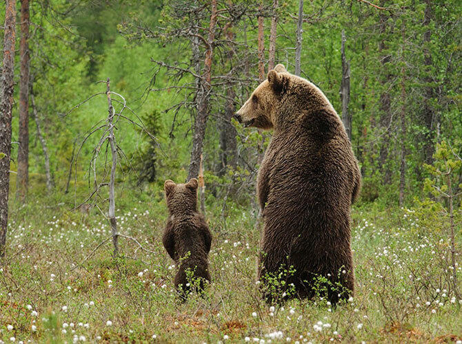 Эти животные научат быть хорошими родителями. Фото: Фото с сайта http://www.adme.ru/