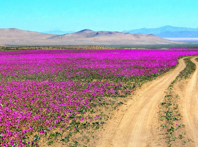 20 сюрреалистичных мест. Фото: Пустыня Атакама. Антофагаста, Чили. Фото с сайта http://www.tripadvisor.ru/