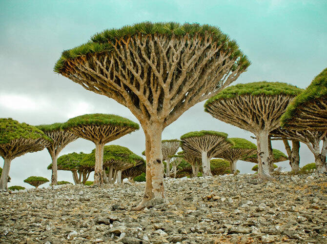 20 сюрреалистичных мест. Фото: Остров Сокотра. Аден, Йемен. Фото с сайта http://www.tripadvisor.ru/