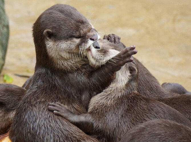 Да, животные тоже целуются и делают это восхитительно. Фото: Фото с сайта http://www.adme.ru/