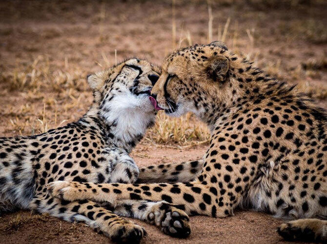 Да, животные тоже целуются и делают это восхитительно. Фото: Фото с сайта http://www.adme.ru/