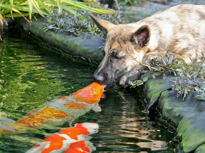 Да, животные тоже целуются и делают это восхитительно. Фото: Фото с сайта http://www.adme.ru/