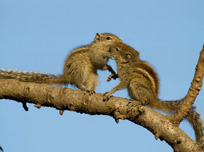 Да, животные тоже целуются и делают это восхитительно. Фото: Фото с сайта http://www.adme.ru/