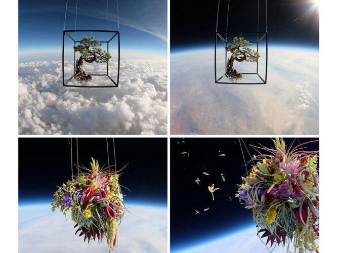 Лучшие арт-проекты года. Фото: Бонсай в стратосфере. Фото с сайта http://www.adme.ru/