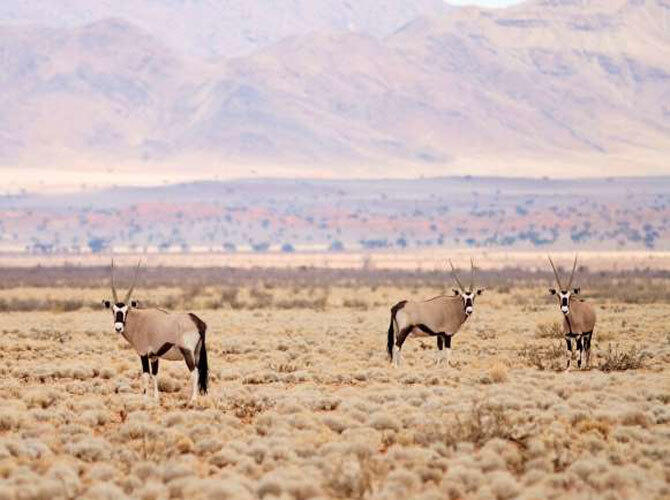 Самые удивительные пустыни мира. Фото: Намиб, Намбия. Фото с сайта http://www.msn.com/