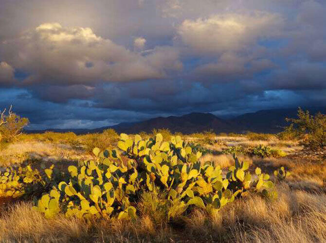 Самые удивительные пустыни мира. Фото: Сонора, США. Фото с сайта http://www.msn.com/