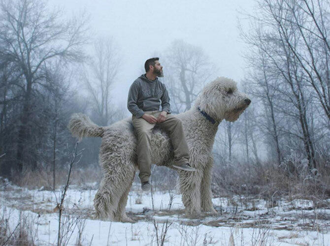 Американец сделал из своей собаки звезду Интернета с помощью фотошопа. В ожидании снежной бури. Фото: @christophercline / Instagram