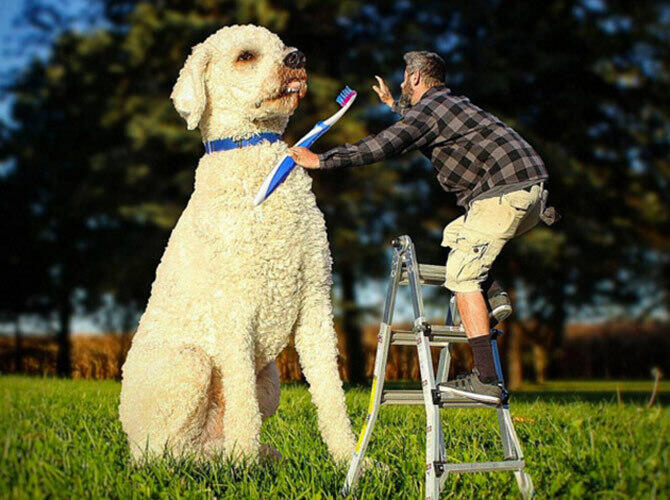Американец сделал из своей собаки звезду Интернета с помощью фотошопа. В попытках почистить щенку зубы. Фото: @christophercline / Instagram