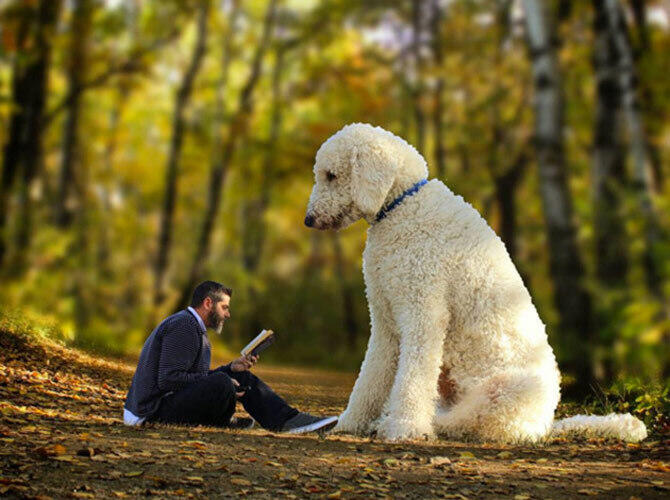 Американец сделал из своей собаки звезду Интернета с помощью фотошопа. За чтением в лесу. Фото: @christophercline / Instagram