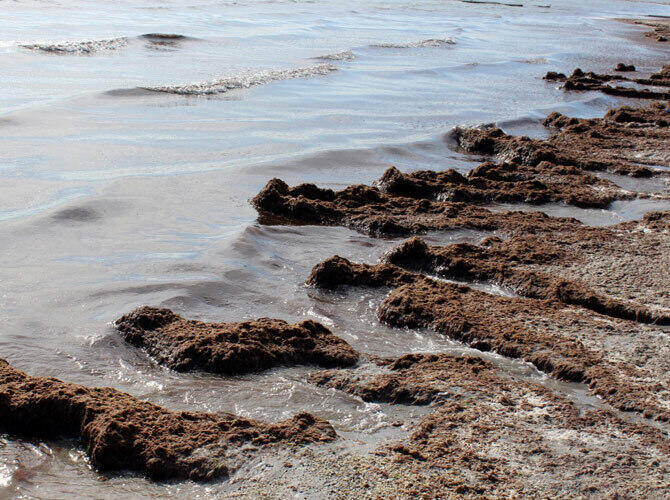 В Актау пляж у моря зарастает тиной, которую питает городской сток